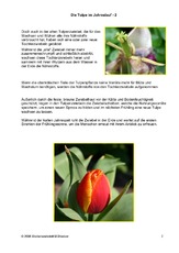 Die-Tulpe-im-Jahreslauf-2.pdf